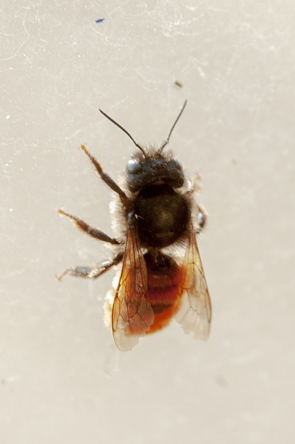 nidi insetti api/vespe/calabroni: cfr. Osmia sp. (Apidae Megachilinae)